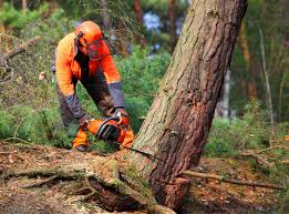Best Tree Preservation Services  in Uvalde Estates, TX
