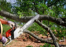 How Our Tree Care Process Works  in  Uvalde Estates, TX