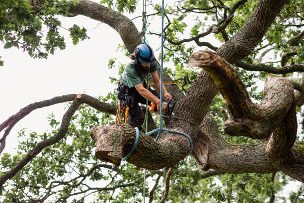 Best Tree Health Inspection  in Uvalde Estates, TX