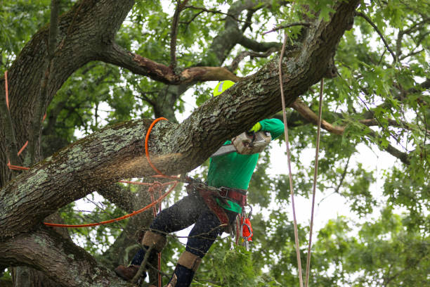 Professional Tree Care in Uvalde Estates, TX